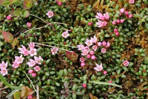 loiseleuria procumbens (2) (1200 x 800)